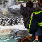 teen takeover denver zoo